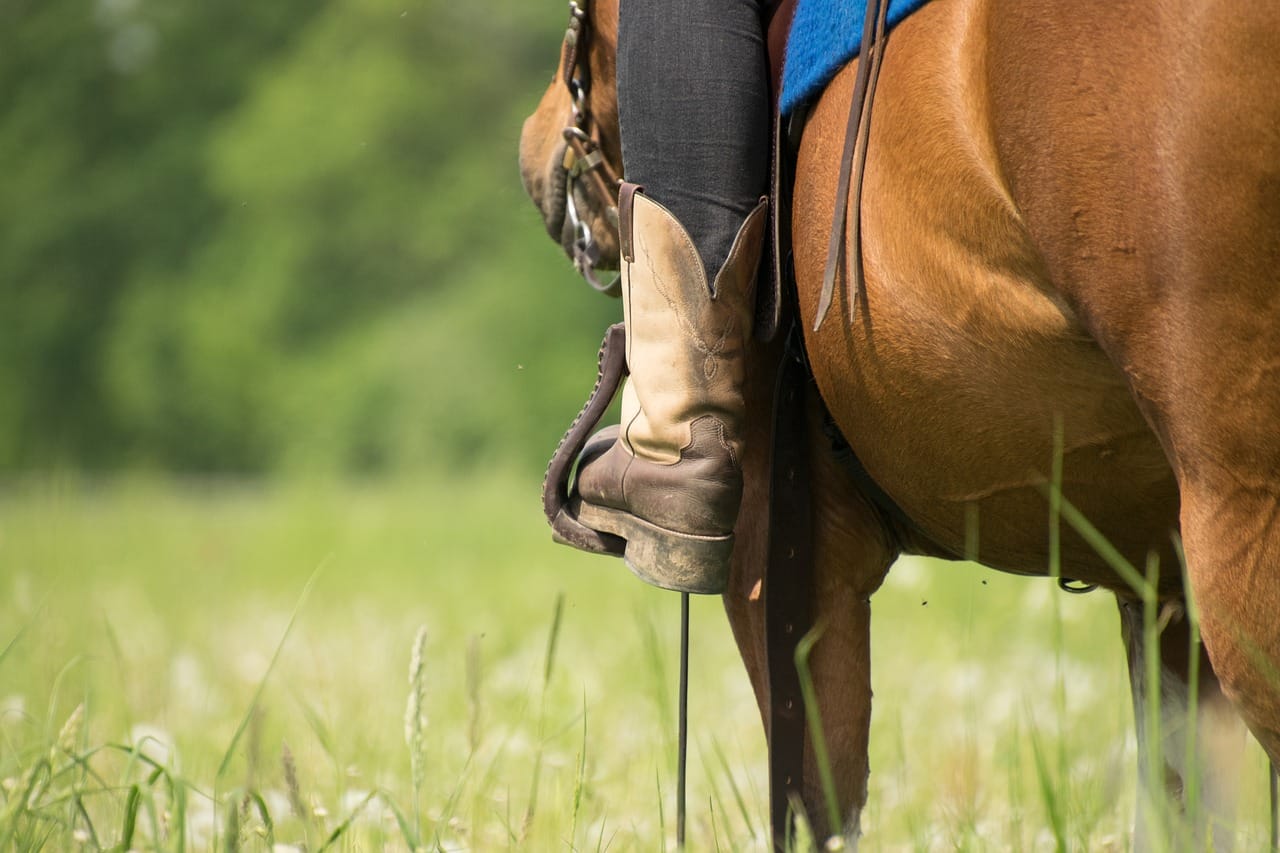 cavalry, nature, grass-3389365.jpg